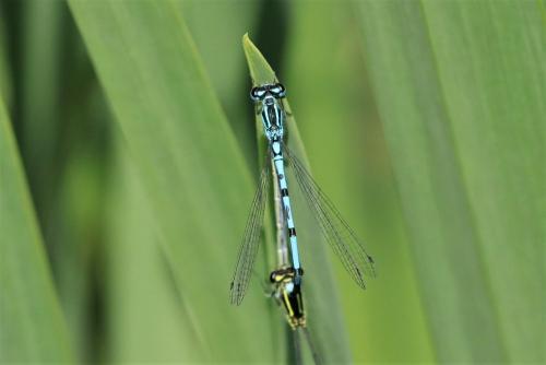Coenagrion puella